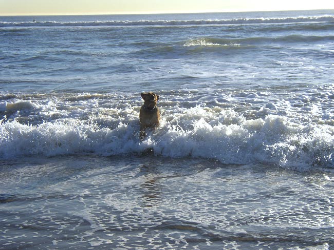 Buddy in the ocean