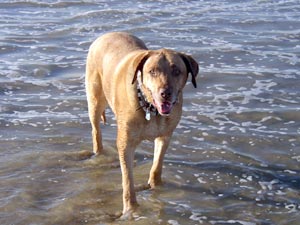 Newman at the beach