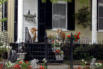 New Orleans Collies