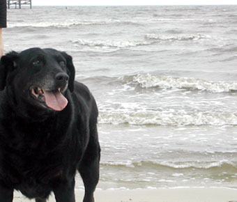 Molly at the Gulf of Mexico