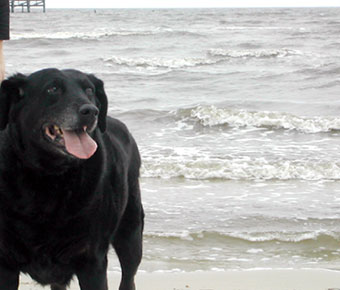 Molly at the Gulf of Mexico