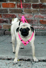 New Orleans Pug