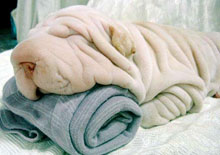 dog towel