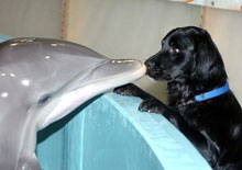 Dolphin Kiss