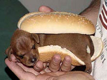 hot dog