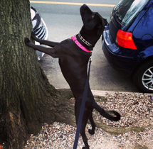 Jenny on Squirrel Patrol