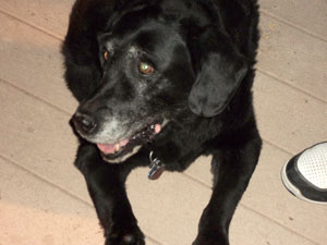 In memoriam:  Maggie, 1996 - 2012