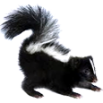 skunk