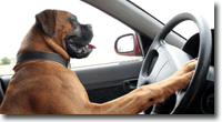 Dog Travel by Car